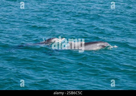 I delfini megattere dell'Oceano Indiano (Sousa plumbea) sono una specie a rischio di estinzione che affronta molte minacce umane. Plettenberg Bay è un luogo affidabile per vederli. Foto Stock