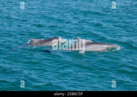 I delfini megattere dell'Oceano Indiano (Sousa plumbea) sono una specie a rischio di estinzione che affronta molte minacce umane. Plettenberg Bay è un luogo affidabile per vederli. Foto Stock