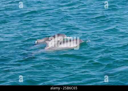 I delfini megattere dell'Oceano Indiano (Sousa plumbea) sono una specie a rischio di estinzione che affronta molte minacce umane. Plettenberg Bay è un luogo affidabile per vederli. Foto Stock