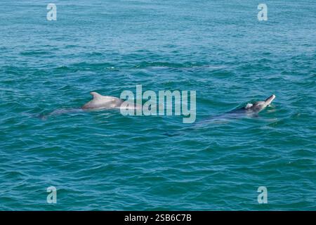 I delfini megattere dell'Oceano Indiano (Sousa plumbea) sono una specie a rischio di estinzione che affronta molte minacce umane. Plettenberg Bay è un luogo affidabile per vederli. Foto Stock