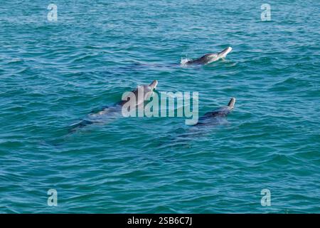 I delfini megattere dell'Oceano Indiano (Sousa plumbea) sono una specie a rischio di estinzione che affronta molte minacce umane. Plettenberg Bay è un luogo affidabile per vederli. Foto Stock