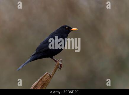 Un maschio adulto Blackbird, (Turdus merula), arroccato su un vecchio ramo di albero Foto Stock