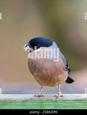 Una femmina europea Bullfinch, (Pyrrhula pyrrrhula), arroccata su un rotaia verde in legno Foto Stock