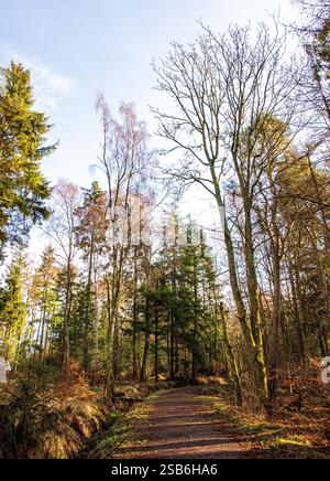 Dundee, Tayside, Scozia, Regno Unito. 1 febbraio 2025. Meteo nel Regno Unito: La luce solare invernale brillante filtra tra gli alberi di Dundee Templeton Woods. Il bosco offre uno splendido paesaggio con alberi unici e dalla forma naturale che creano una misteriosa atmosfera invernale. Crediti: Dundee Photographics/Alamy Live News Foto Stock