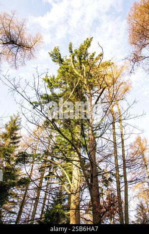 Dundee, Tayside, Scozia, Regno Unito. 1 febbraio 2025. Meteo nel Regno Unito: La luce solare invernale brillante filtra tra gli alberi di Dundee Templeton Woods. Il bosco offre uno splendido paesaggio con alberi unici e dalla forma naturale che creano una misteriosa atmosfera invernale. Crediti: Dundee Photographics/Alamy Live News Foto Stock