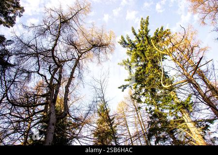 Dundee, Tayside, Scozia, Regno Unito. 1 febbraio 2025. Meteo nel Regno Unito: La luce solare invernale brillante filtra tra gli alberi di Dundee Templeton Woods. Il bosco offre uno splendido paesaggio con alberi unici e dalla forma naturale che creano una misteriosa atmosfera invernale. Crediti: Dundee Photographics/Alamy Live News Foto Stock