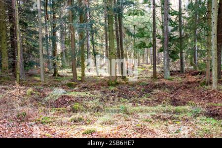 Dundee, Tayside, Scozia, Regno Unito. 1 febbraio 2025. Meteo nel Regno Unito: La luce solare invernale brillante filtra tra gli alberi di Dundee Templeton Woods. Il bosco offre uno splendido paesaggio con alberi unici e dalla forma naturale che creano una misteriosa atmosfera invernale. Crediti: Dundee Photographics/Alamy Live News Foto Stock