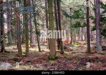 Dundee, Tayside, Scozia, Regno Unito. 1 febbraio 2025. Meteo nel Regno Unito: La luce solare invernale brillante filtra tra gli alberi di Dundee Templeton Woods. Il bosco offre uno splendido paesaggio con alberi unici e dalla forma naturale che creano una misteriosa atmosfera invernale. Crediti: Dundee Photographics/Alamy Live News Foto Stock