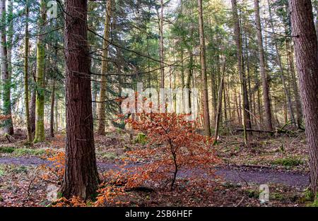 Dundee, Tayside, Scozia, Regno Unito. 1 febbraio 2025. Meteo nel Regno Unito: La luce solare invernale brillante filtra tra gli alberi di Dundee Templeton Woods. Il bosco offre uno splendido paesaggio con alberi unici e dalla forma naturale che creano una misteriosa atmosfera invernale. Crediti: Dundee Photographics/Alamy Live News Foto Stock