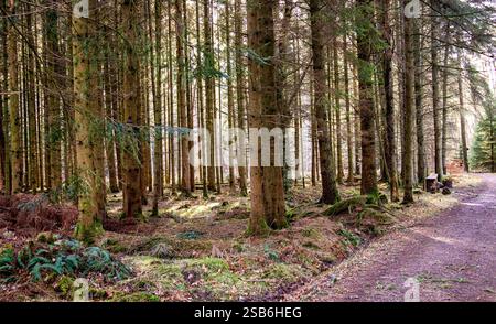 Dundee, Tayside, Scozia, Regno Unito. 1 febbraio 2025. Meteo nel Regno Unito: La luce solare invernale brillante filtra tra gli alberi di Dundee Templeton Woods. Il bosco offre uno splendido paesaggio con alberi unici e dalla forma naturale che creano una misteriosa atmosfera invernale. Crediti: Dundee Photographics/Alamy Live News Foto Stock