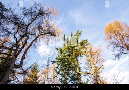 Dundee, Tayside, Scozia, Regno Unito. 1 febbraio 2025. Meteo nel Regno Unito: La luce solare invernale brillante filtra tra gli alberi di Dundee Templeton Woods. Il bosco offre uno splendido paesaggio con alberi unici e dalla forma naturale che creano una misteriosa atmosfera invernale. Crediti: Dundee Photographics/Alamy Live News Foto Stock