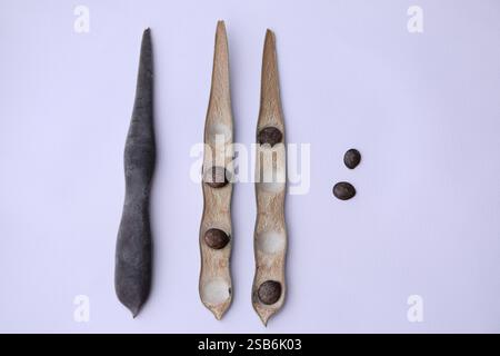 Semi di Wisteria. Cialda lunga con semi di glicine Foto Stock