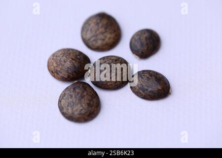 Semi di Wisteria. Semi di gliceridi isolati Foto Stock
