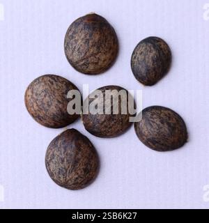 Semi di Wisteria. Semi di gliceridi isolati Foto Stock