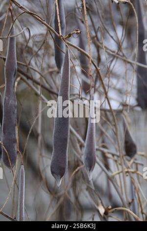 Semi di Wisteria. Cialda lunga con semi di glicine Foto Stock