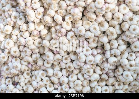 vista dall'alto di una grande pila di lampadine all'aglio fresche con sfumature naturali di bianco e viola. Questa immagine ravvicinata cattura la trama e i dettagli dell'ga Foto Stock
