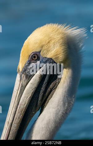 Primo piano della testa di un pellicano bruno adulto (Pelecanus occidentalis) che nuota sulla superficie vicino alle Florida Keys, Stati Uniti. Foto Stock