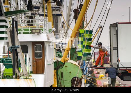 Le Havre, Francia, Europa - 16 gennaio 2025: Lavoratori portuali che caricano un camion con casse di pesce fresco da un peschereccio a strascico Foto Stock