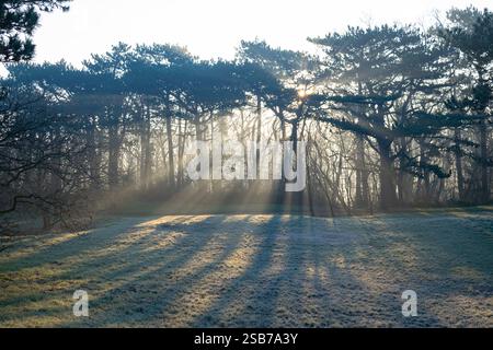 I raggi del sole sembrano divergere dal baldacchino degli alberi e gettare bellissime ombre su un campo di erba ghiacciata in una mattina d'inverno Foto Stock