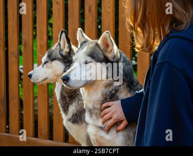 Una ragazza accarezza uno dei due cani husky Foto Stock