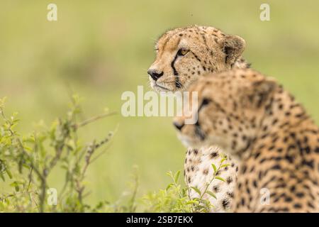 Due ghepardi in caccia Foto Stock