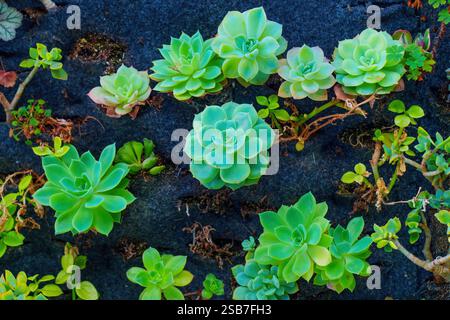 Una varietà di piante lussureggianti e succulente, disposte esteticamente su uno sfondo scuro, che mostrano le loro texture e i loro colori unici. Foto Stock