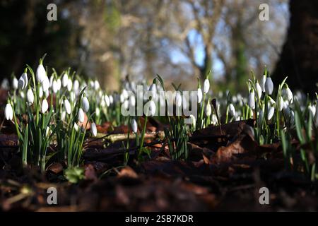Neve bianca invernale fiorita, galanthus nivalis cresce nel bosco britannico di febbraio Foto Stock
