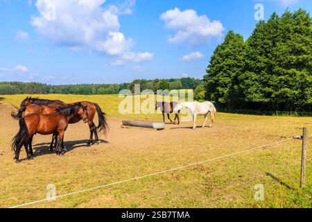 Cavalli che pascolano sul prato vicino al villaggio di Galkowo nelle soleggiate giornate estive, laghi Masuriani, Polonia Foto Stock