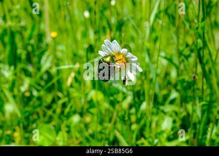 Fettuccia di fiori, Protaetia speciosissima, su un fiore a margherita. Foto Stock