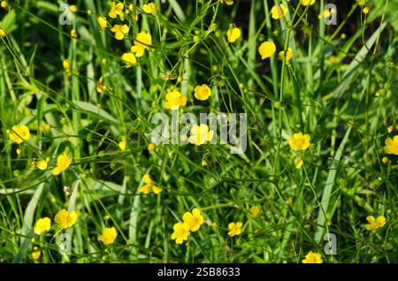 Yellow Oxalis pes-caprae, Bermuda butterCup o fiori africani di legno-sorrel, primo piano. Oxalis pes-caprae, agrumi è una specie di pianta erbacea di Th Foto Stock