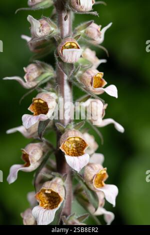 Primo piano e primo piano di foxglove arrugginito (digitalis lanata) che cresce in estate. I fiori sono tutti su un solo stelo. L'immagine è in formato verticale. Foto Stock