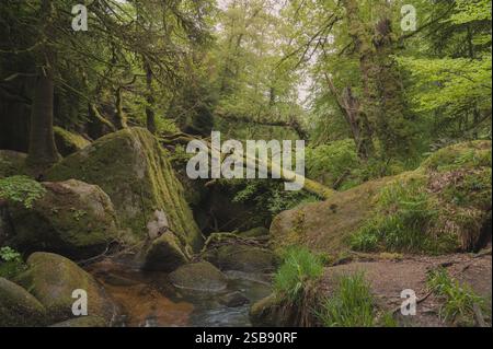Danni causati da tempeste in un paesaggio forestale in Bretagna-muschio-rocce-fiumi e alberi rotti Foto Stock