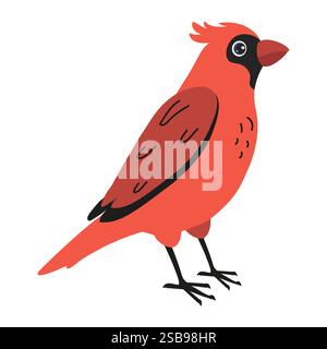 Uccello cardinale rosso brillante in piedi graziosamente su sfondo bianco Illustrazione Vettoriale