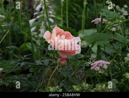 peony RHS Chelsea Flower Show 2024 Foto Stock