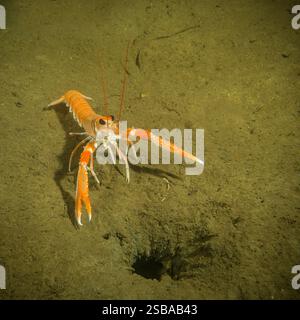 Scampi a 30 metri sul fondale marino di Loch Fyne, Scozia. Questi crostacei vivono nelle loro tane, occasionalmente escono per difendere la loro casa. Foto Stock