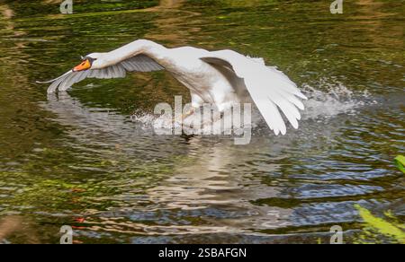 Un grande cigno muto atterra su un tratto d'acqua. Foto Stock