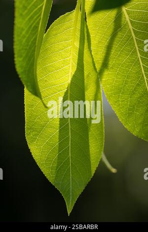 Salix pentandra, il salice della baia, parte alla luce all'inizio dell'estate a Raasepori, nel sud-ovest della Finlandia Foto Stock