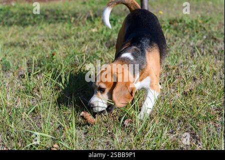 Un beagle tricolore con pelliccia bianca, marrone e nera che gioca con un bastone in giardino. Foto Stock
