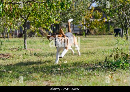 Un beagle tricolore con pelliccia bianca, marrone e nera corre energicamente sull'erba in un giardino soleggiato. Le sue orecchie battono e la sua coda è sollevata. G Foto Stock