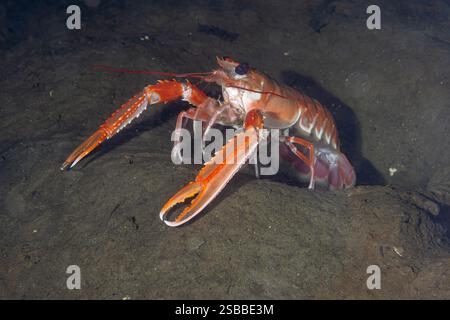 Scampi a 30 metri sul fondale marino di Loch Fyne, Scozia. Questi crostacei vivono nelle loro tane, occasionalmente escono per difendere la loro casa. Foto Stock