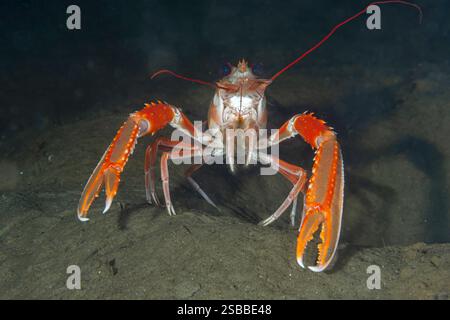Scampi a 30 metri sul fondale marino di Loch Fyne, Scozia. Questi crostacei vivono nelle loro tane, occasionalmente escono per difendere la loro casa. Foto Stock