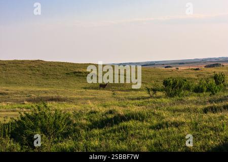 Un cervo sta camminando attraverso un campo erboso. Il cielo è limpido e il sole splende Foto Stock