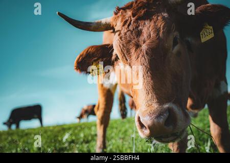 Branco di mucche in natura su un'oasi verde Foto Stock