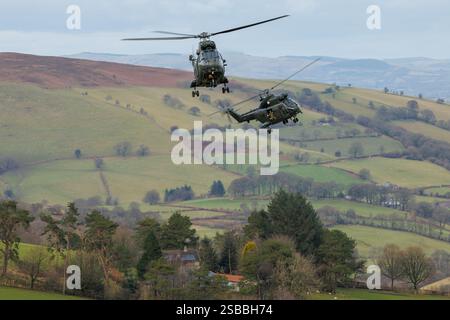 Elicotteri Puma in addestramento KUKRI con segnale di chiamata su SENTA Foto Stock