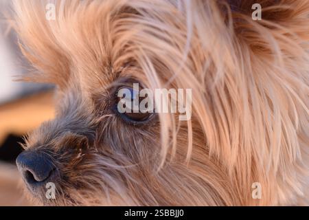 Carino Yorkie Closeup che guarda avanti. Foto Stock