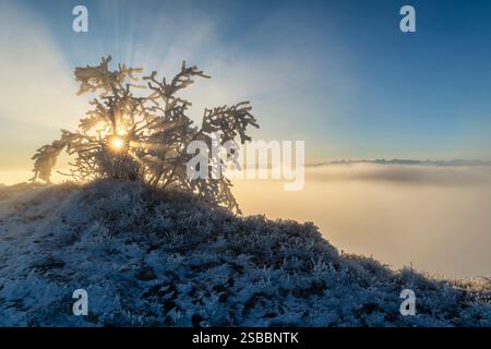 Svizzera, Passwang, Passwang se, se, Soletta, Mümliswil-Ramiswil, Schwarzbubenland, Sunrise, Vogelberg, febbraio Foto Stock