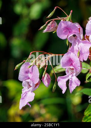 Impatiens glandulifera, balsamo himalayano, che cresce lungo il fiume Ogmore a Bridgend, Galles, Regno Unito Foto Stock