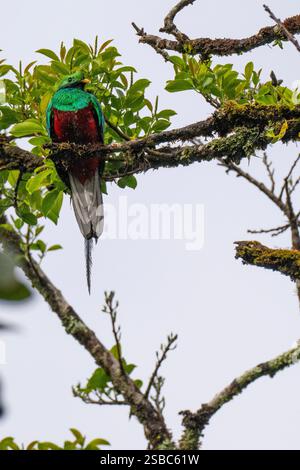 Costa Rica, Monteverde, Costa Rica, Monteverde, Curi - riserva Cancha. Quetzal risplendente (Pharomachrus mocinno) sotto la pioggia. Foto Stock