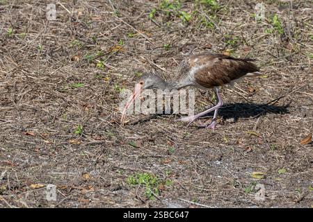 Un Ibis bianco immaturo (Eudocimus albus) in cerca di cibo a terra nelle Florida Keys, Stati Uniti. Foto Stock
