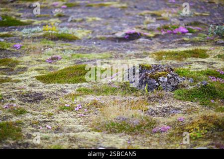 Maestosi paesaggi estivi con scogliere e campi nel sud dell'Islanda Foto Stock